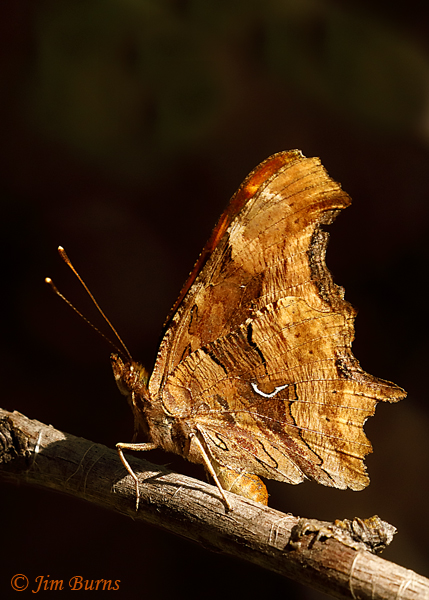 Satyr Comma underwing, Arizona--3692