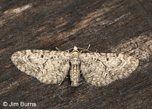 Satyr Pug Moth, Arizona.