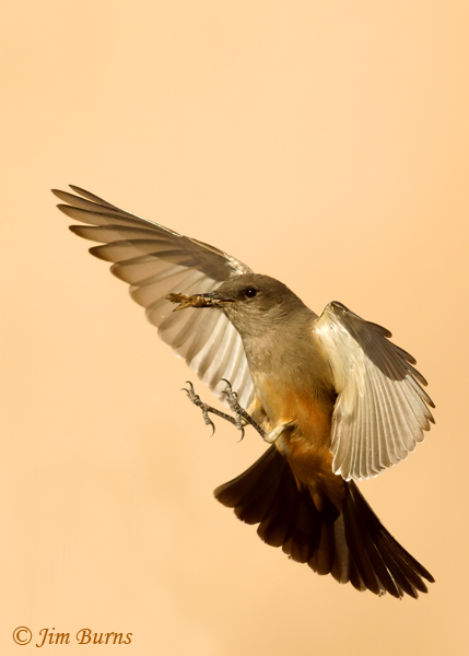 Say's Phoebe with moth #3--0139
