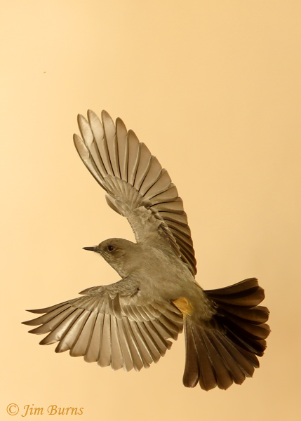 Say's Phoebe in flight dorsal view #2--0375
