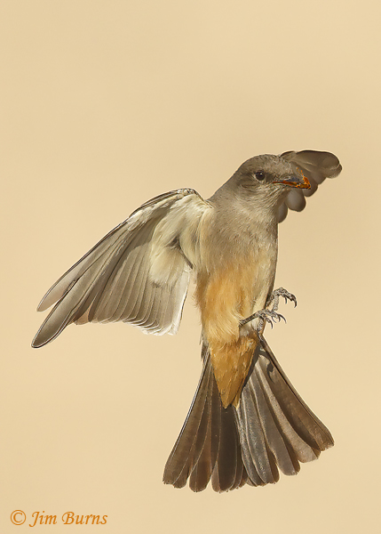 Say's Phoebe with American Rubyspot--0404