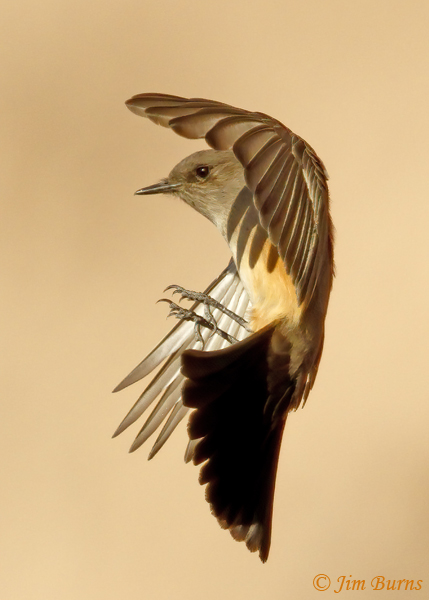 Say's Phoebe landing gear #2--0491