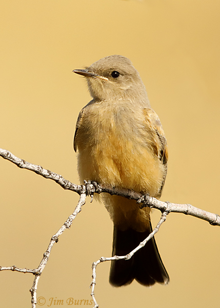 Say's Phoebe juvenile showing gape mark--1090