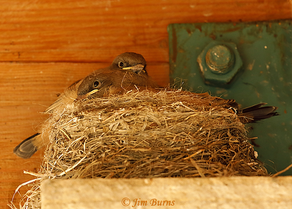 Say's Phoebe nestlings--3329