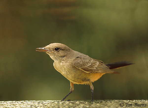 Say's Phoebe juvenile at waterhole--3679
