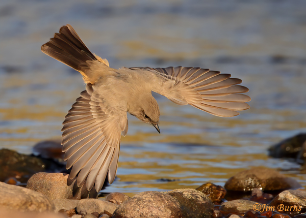 Say's Phoebe in flight dorsal wing #2--8196