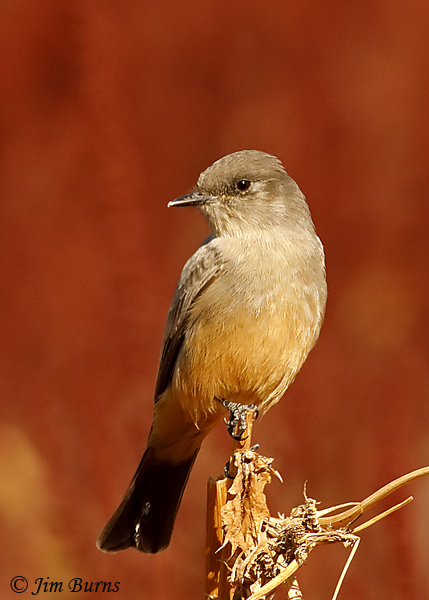 Say's Phoebe--9396