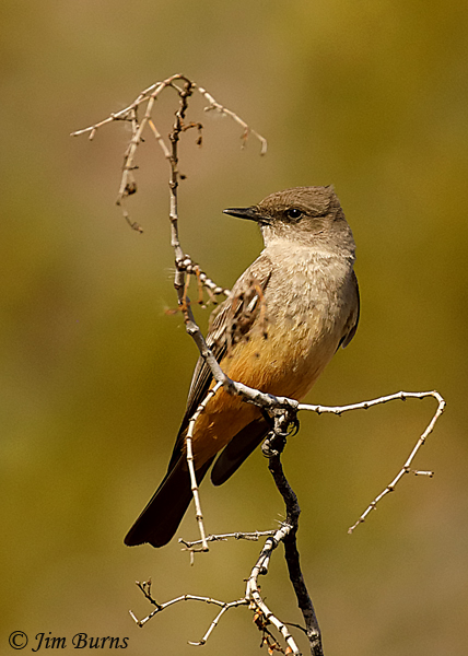 Say's Phoebe--9702