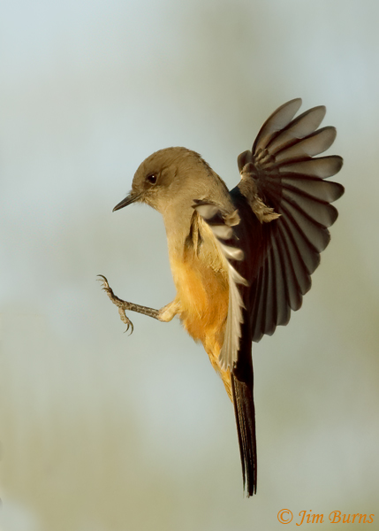 Say's Phoebe landing gear #3--9860