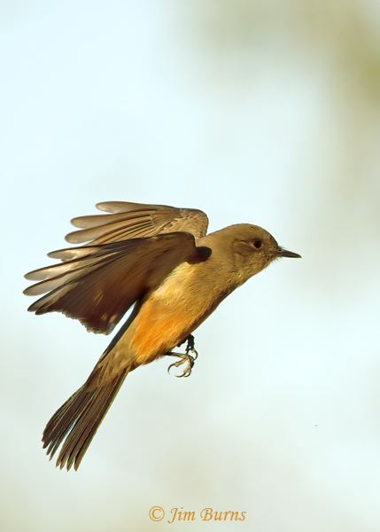 Say's Phoebe in flight--9869