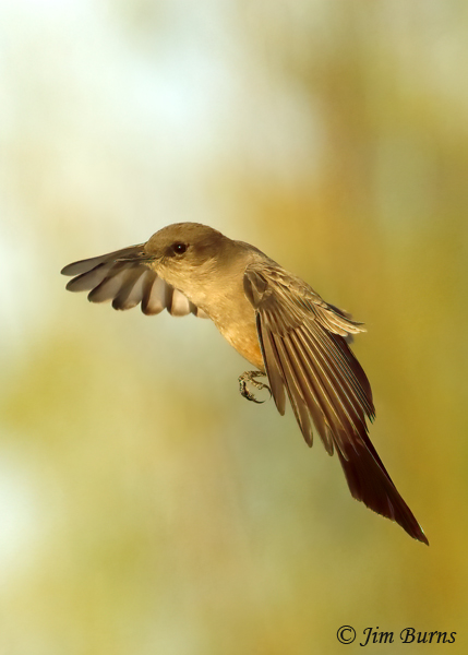 Say's Phoebe in flight--9880