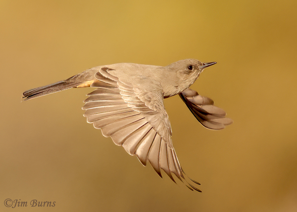 Say's Phoebe in flight dorsal view #3--9960