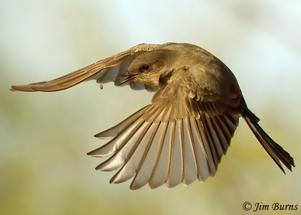 Say's Phoebe takes a tiny flying insect--wxyz