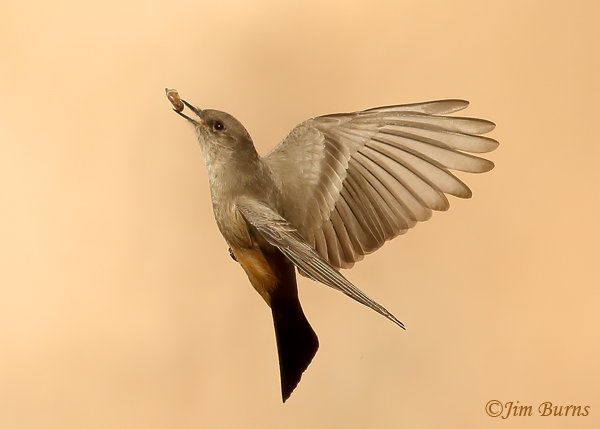Say's Phoebe captures a moth--0435