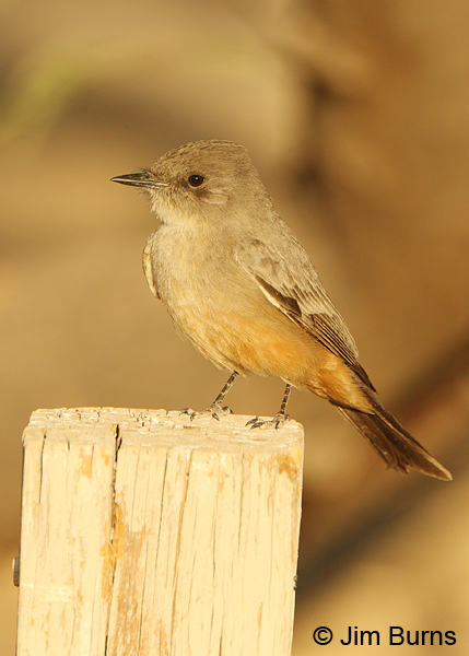 Say's Phoebe on post