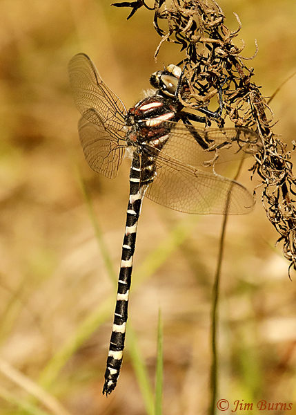 Say's Spiketail male, Nassau Co., FL, February 2019--7588