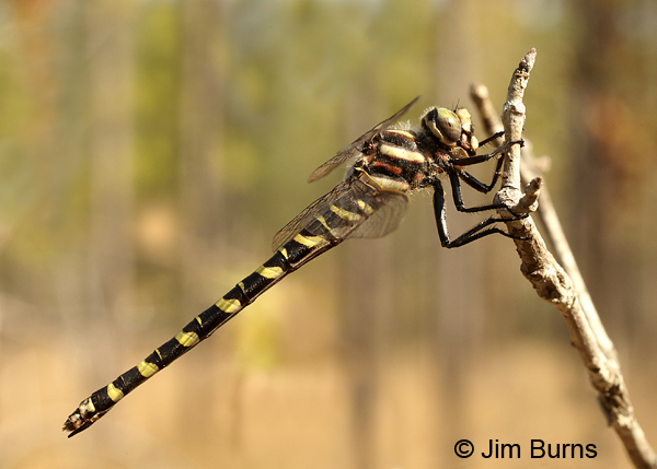 Say's Spiketail female, Clay Co., FL, March 2017