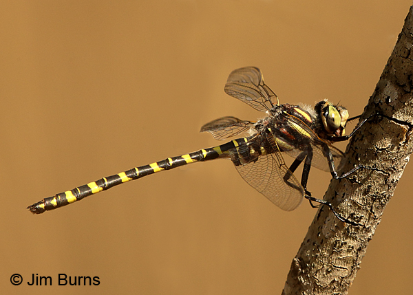 Say's Spiketail male, Clay Co., FL, March 2017