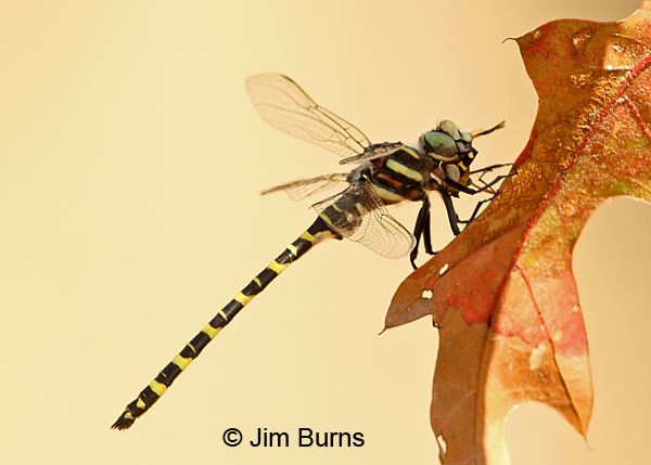 Say's Spiketail male devouring small beetle, Clay Co., FL, March 2017