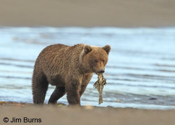 Scar with fish carcass