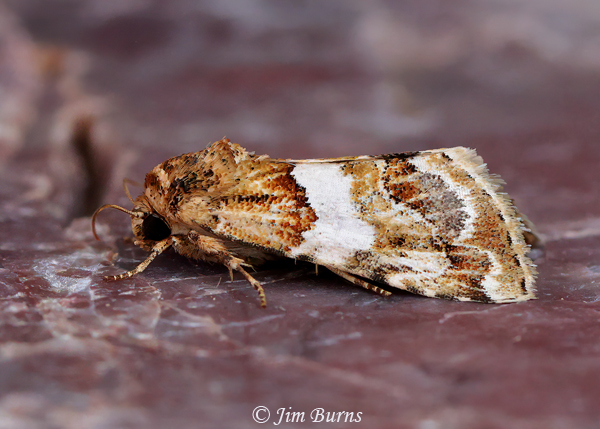 Schinia argentifascia, Arizona--6260