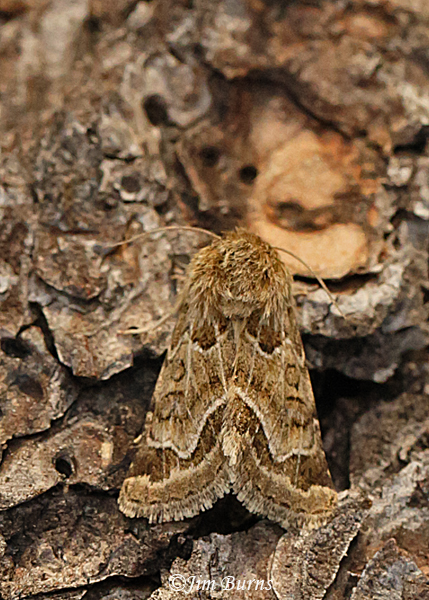 Schinia angulilinea, Arizona
