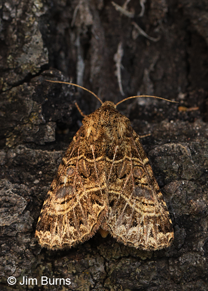 Schinia mexicana, Arizona