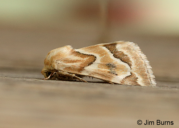 Schinia walsinghami, Oregon