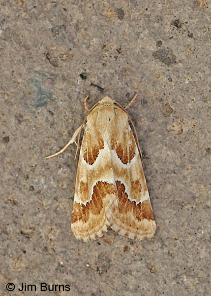 Schinia walsinghami dorsal view, Oregon