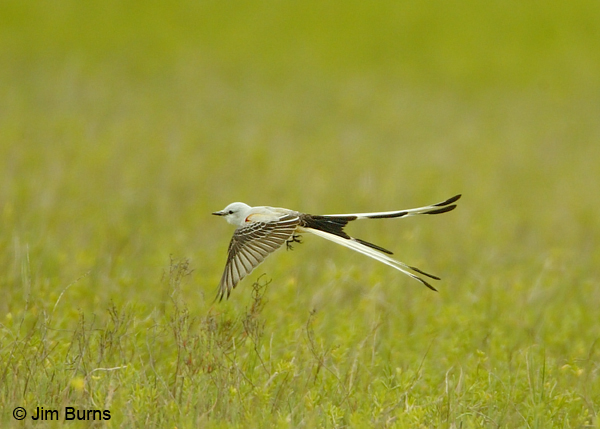 Scissor-tailed Flycatcher in flight