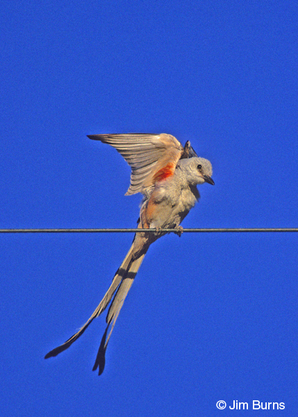 Scissor-tailed Flycatcher red underwing coverts