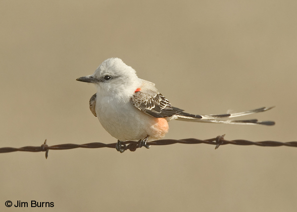 Scissor-tailed Flycatcher