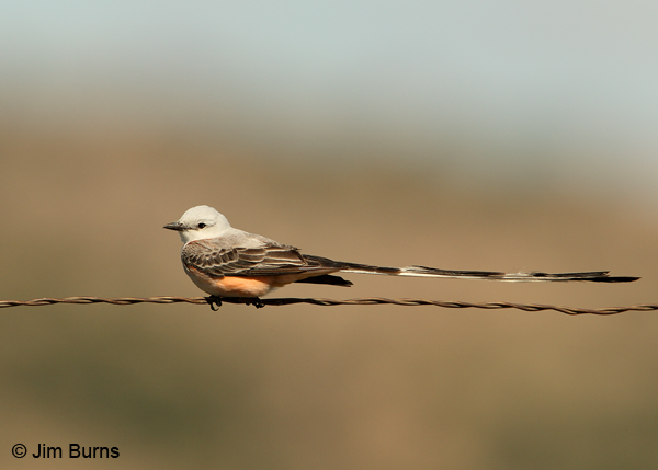 Scissor-tailed Flycatcher classic