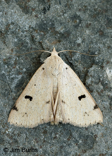 Scolecocampa atriluna #2, Arizona