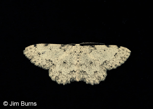 Scopula plantagenaria, Arizona