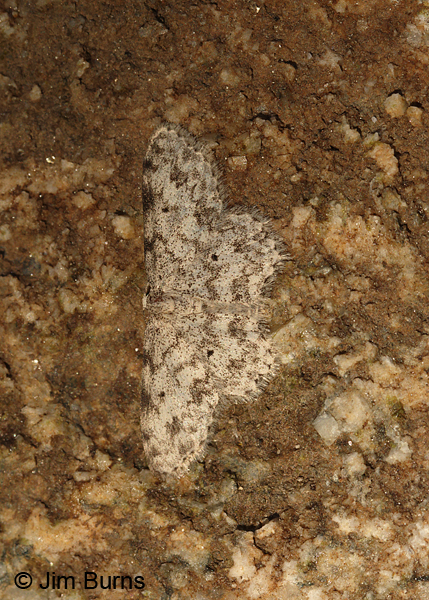 Scopula plantagenaria, Pinal Peak, Arizona