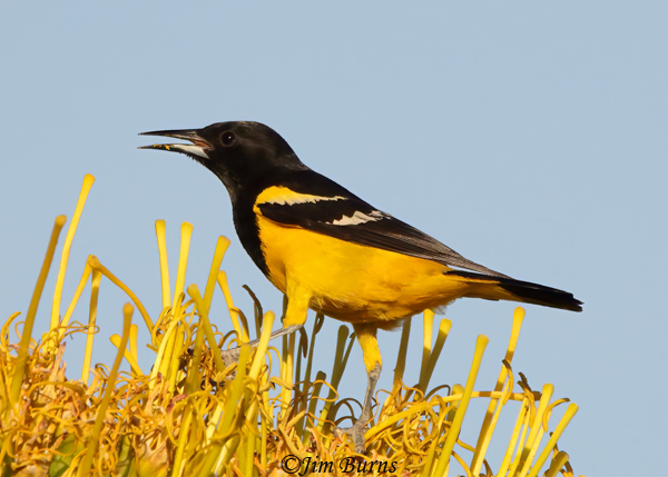 Scott's Oriole male singing in Century Plant blossoms--1222