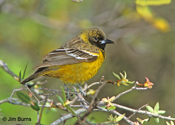 Scott's Oriole 1st spring male