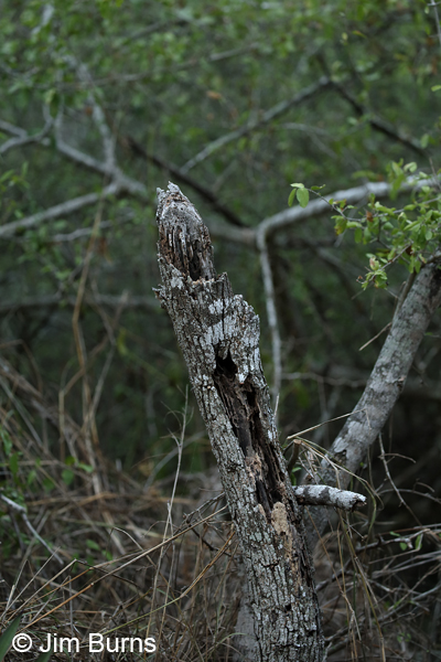 Screech-Owl Snag