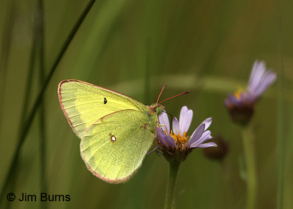 Scudder's Sulphur on aster, Utah