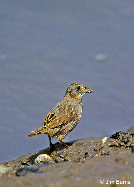 Seaside Sparrow