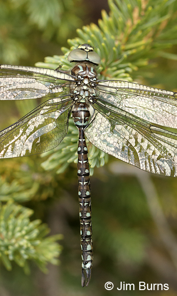 Sedge Darner adromorph female dorsal view, Summit Co., UT, July 2016.