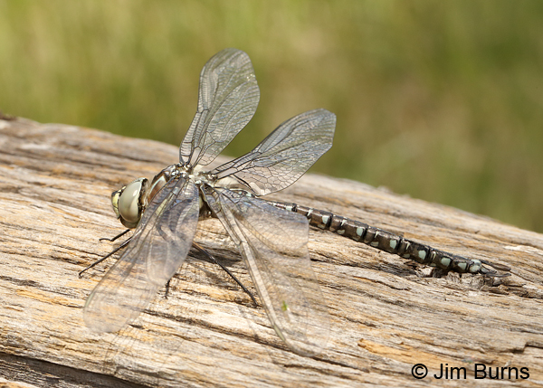 Sedge Darner adromorph female on log, Summit Co., UT, July 2016