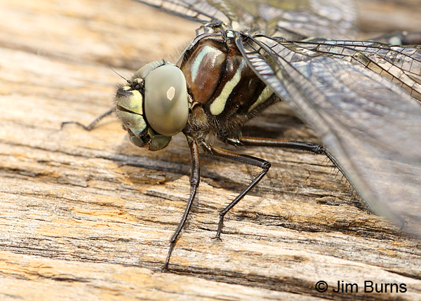 Sedge Darner adromorph female face and thorax, Summit Co., UT, July 2016