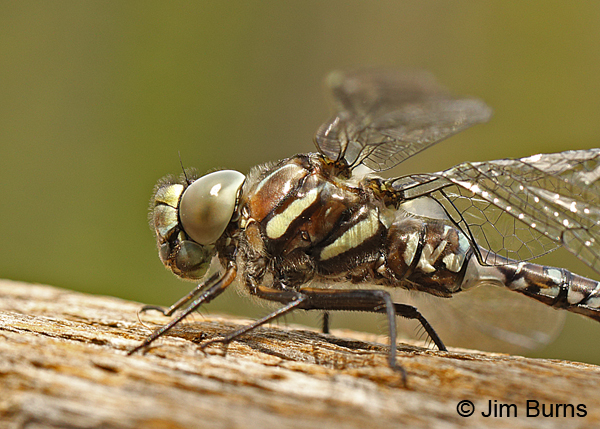 Sedge Darner adromorph female thoracic stripes, Summit Co., UT, July 2016