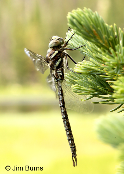 Sedge Darner adromorph female, Summit Co., UT, July 2016