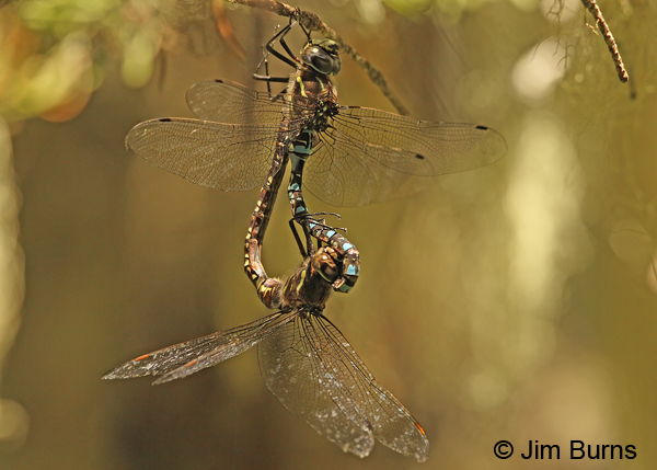 Sedge Darner pair in wheel, Lane Co., OR, July 2013