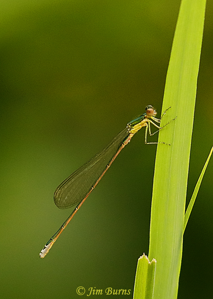 Sedge Sprite female, Polk Co., WI, June 2019--3454