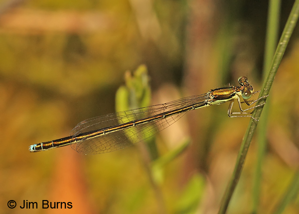 Sedge Sprite immature female, Oneida Co., WI, June 2014