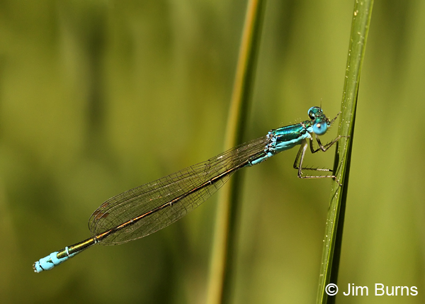 Sedge Sprite male, Deschutes Co., OR, July 2013